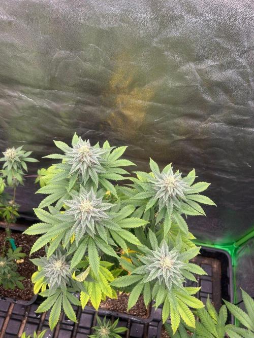 Gelato #45 | Barney's Farm. Week 13