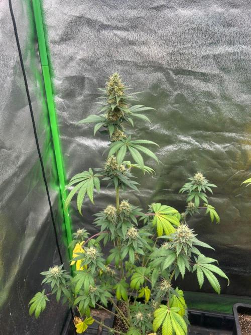 Gelato #45 | Barney's Farm. Week 13