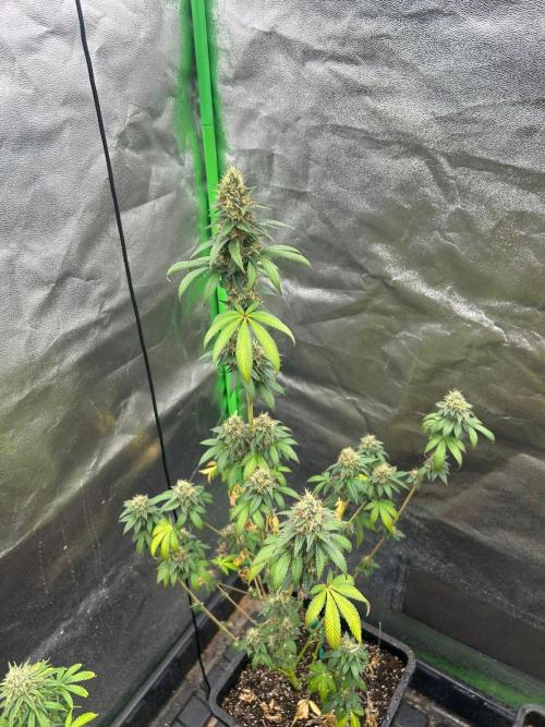 Gelato #45 | Barney's Farm. Week 14