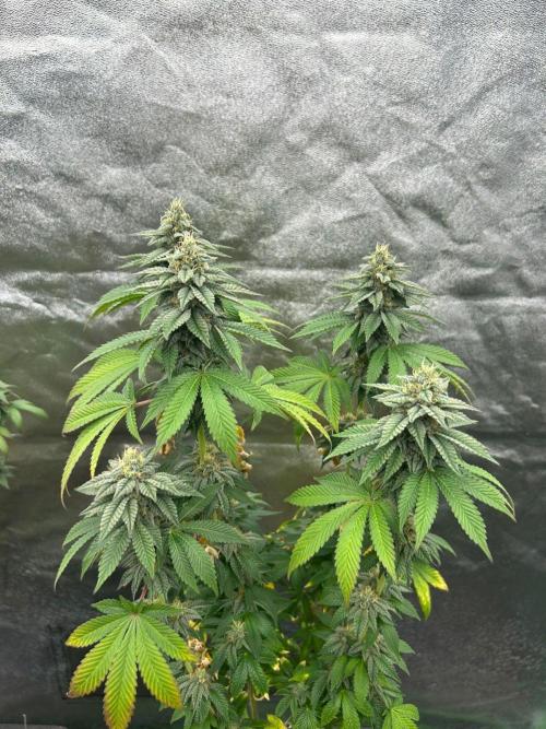 Gelato #45 | Barney's Farm. Week 14