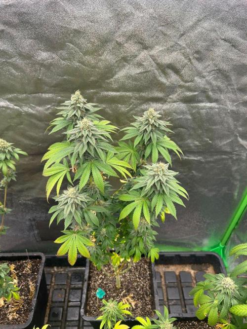 Gelato #45 | Barney's Farm. Week 14