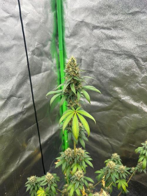 Gelato #45 | Barney's Farm. Week 14