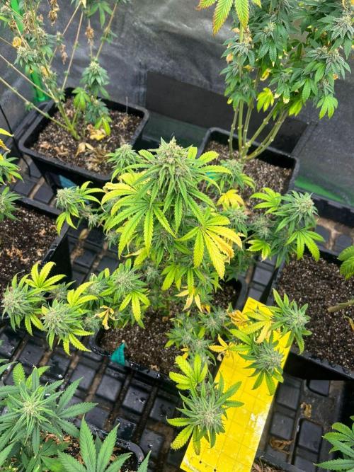 Wedding Cheesecake FF | FastBuds. Week 14