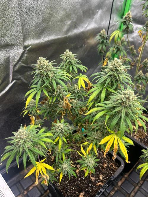 Wedding Cheesecake FF | FastBuds. Week 14