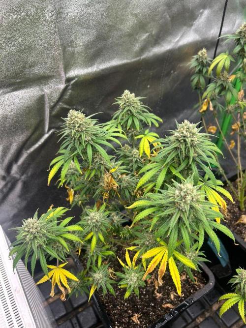 Wedding Cheesecake FF | FastBuds. Week 14