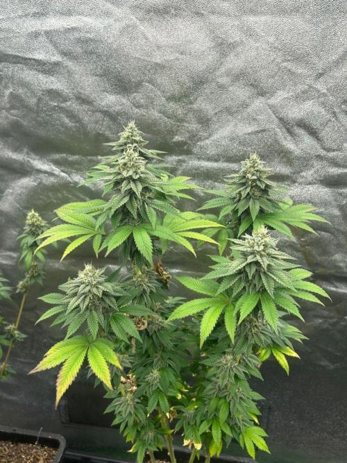 Gelato #45 | Barney's Farm. Week 15