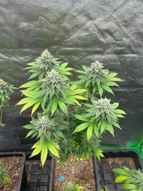 Gelato #45 | Barney's Farm. Week 15