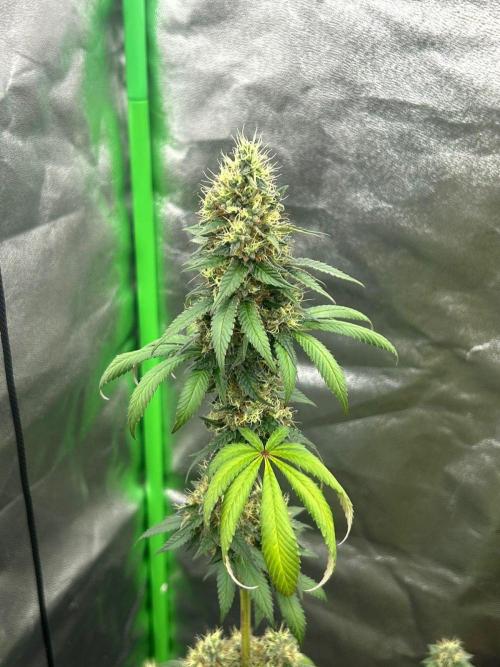 Gelato #45 | Barney's Farm. Week 15