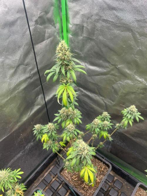 Gelato #45 | Barney's Farm. Week 15