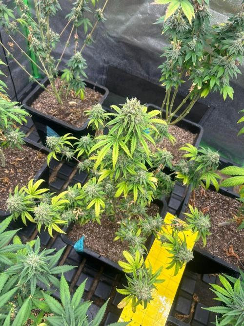 Wedding Cheesecake FF | FastBuds. Week 15