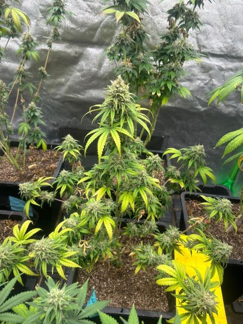 Wedding Cheesecake FF | FastBuds. Week 15