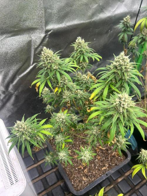 Wedding Cheesecake FF | FastBuds. Week 15