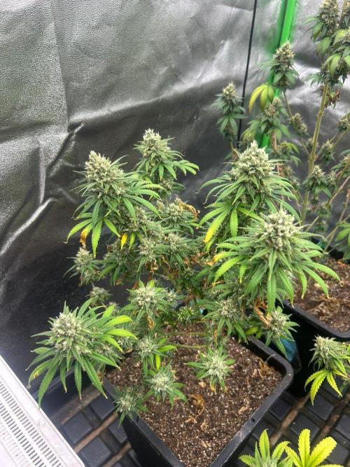 Wedding Cheesecake FF | FastBuds. Week 15