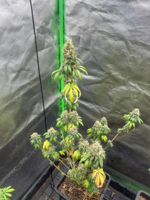 Gelato #45 | Barney's Farm. Week 16