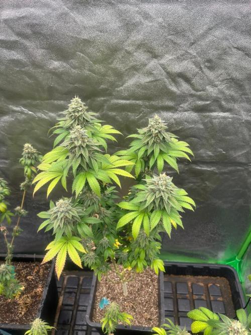 Gelato #45 | Barney's Farm. Week 16