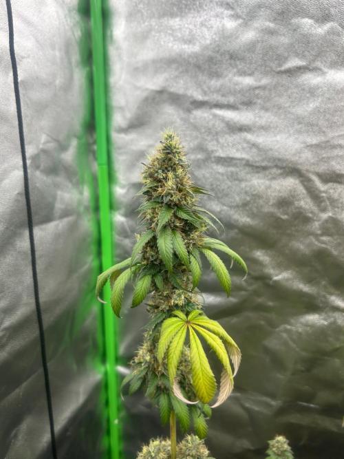 Gelato #45 | Barney's Farm. Week 16