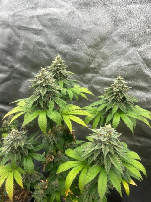 Gelato #45 | Barney's Farm. Week 16