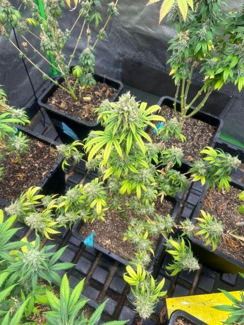 Wedding Cheesecake FF | FastBuds. Week 16