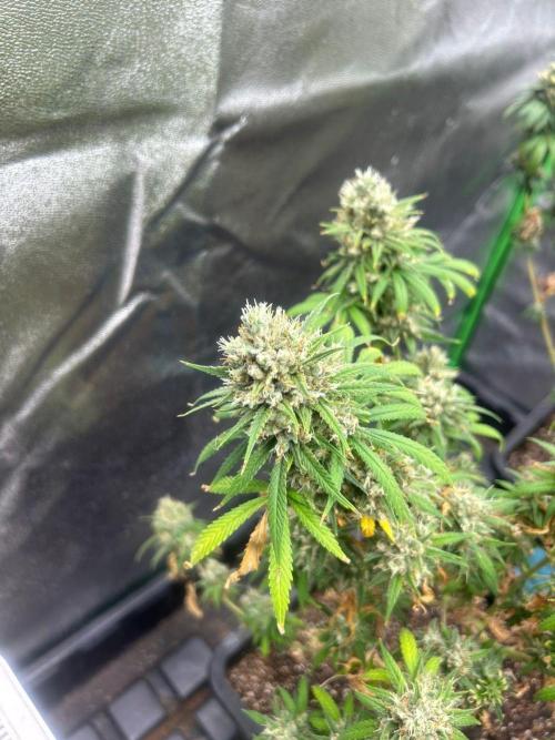 Wedding Cheesecake FF | FastBuds. Week 16