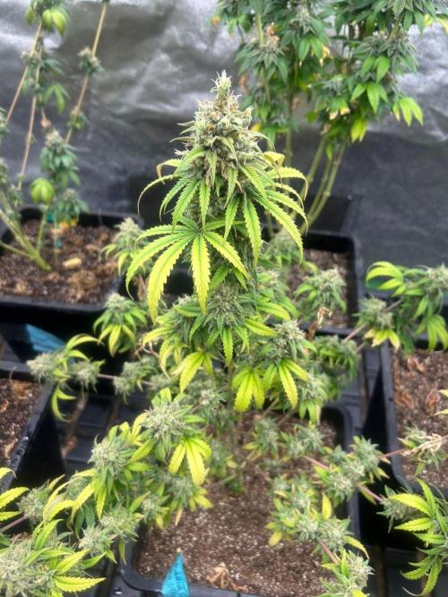 Wedding Cheesecake FF | FastBuds. Week 16