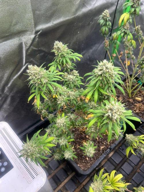 Wedding Cheesecake FF | FastBuds. Week 16