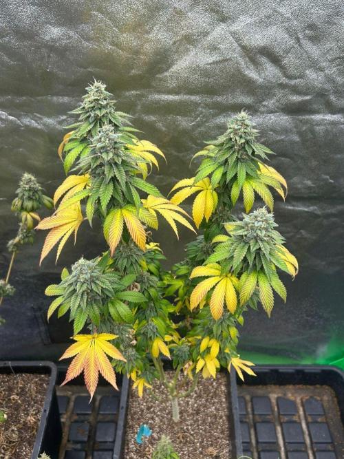 Gelato #45 | Barney's Farm. Week 17