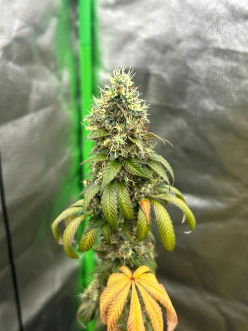 Gelato #45 | Barney's Farm. Week 17