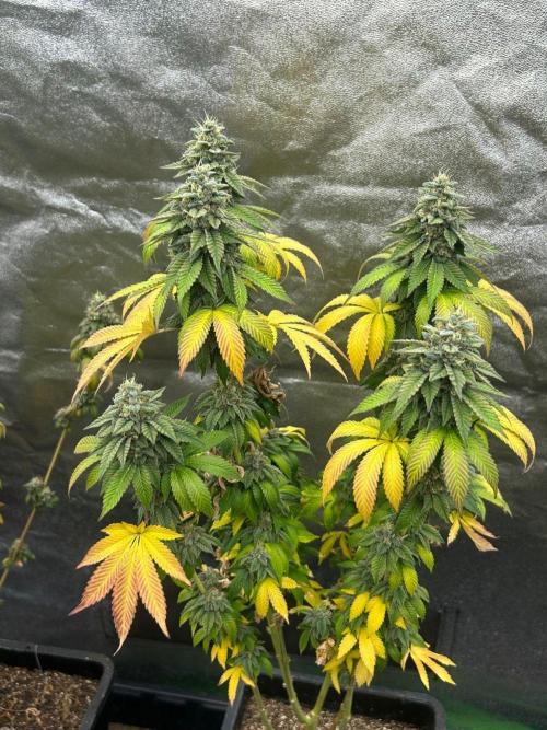 Gelato #45 | Barney's Farm. Week 17