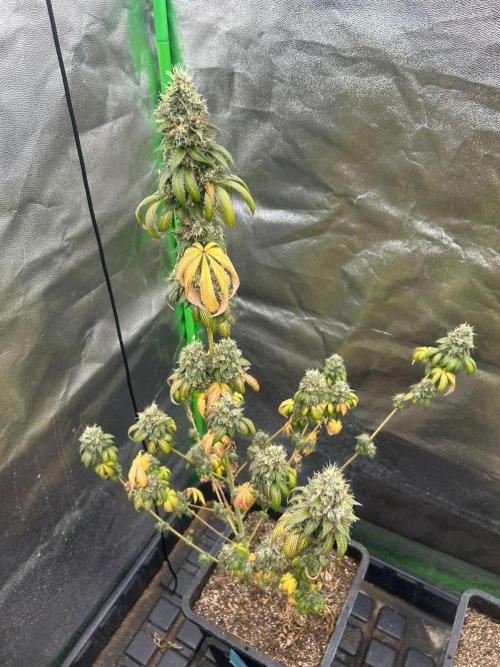 Gelato #45 | Barney's Farm. Week 17