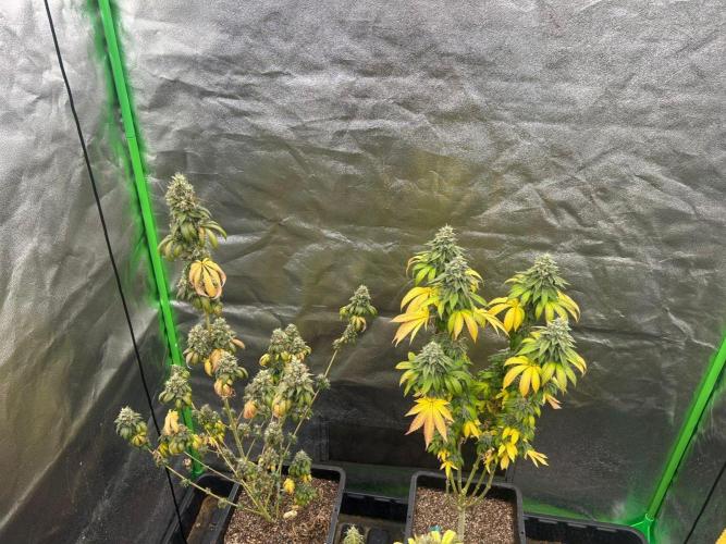 Gelato #45 | Barney's Farm. Week 17