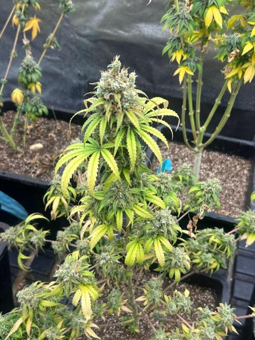 Wedding Cheesecake FF | FastBuds. Week 17