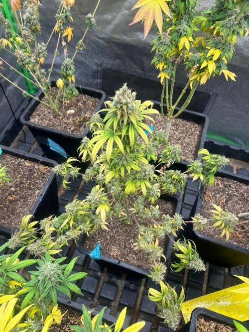 Wedding Cheesecake FF | FastBuds. Week 17