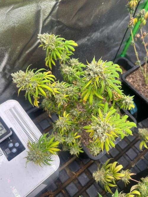 Wedding Cheesecake FF | FastBuds. Week 17