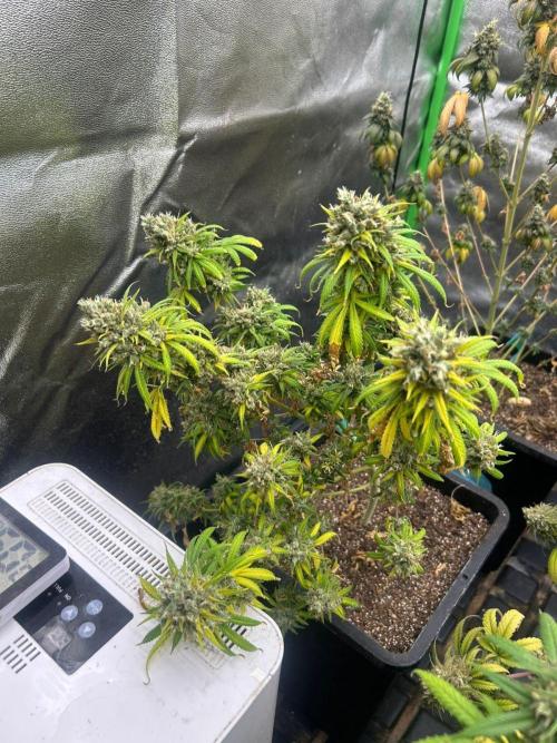 Wedding Cheesecake FF | FastBuds. Week 17