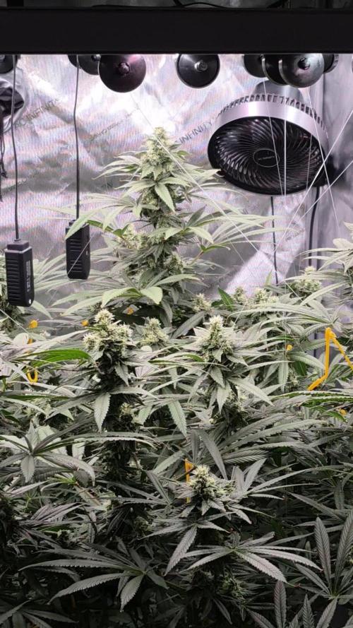 Hydroponics Test Run