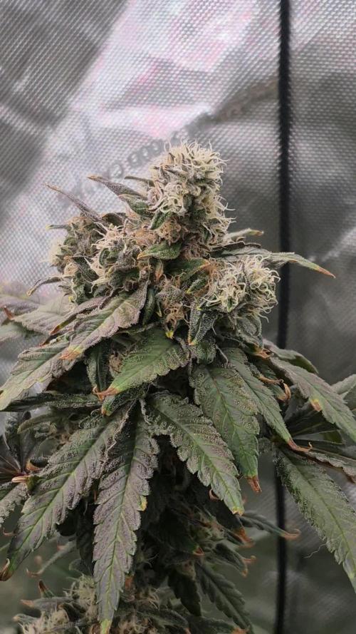 RDWC test run - Afghani #1