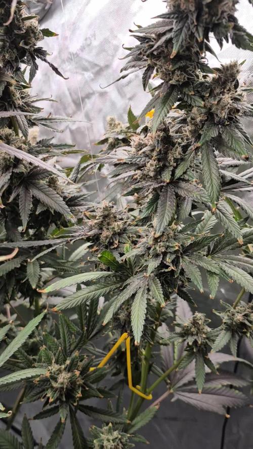 RDWC test run - Afghani #1