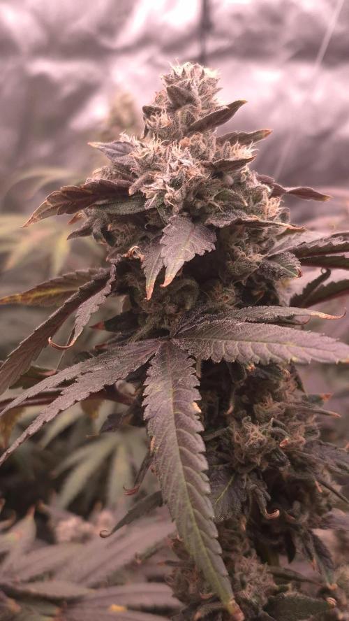 RDWC test run - Afghani #1. Week 19