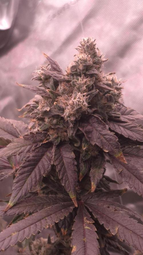 RDWC test run - Afghani #1. Week 19