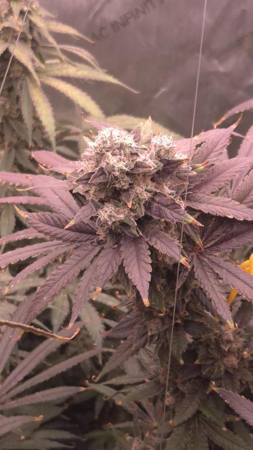 RDWC test run - Afghani #1. Week 19