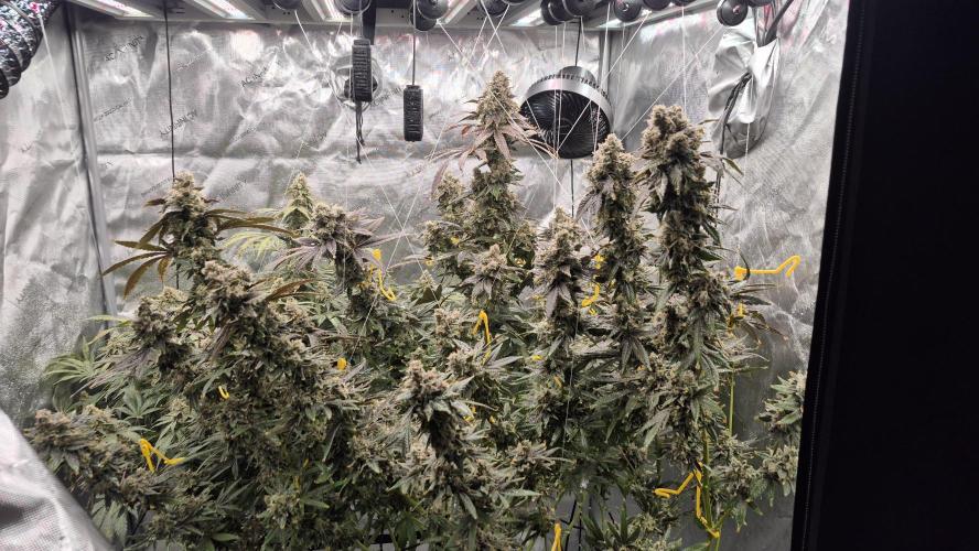 RDWC test run - Afghani #1. Week 19