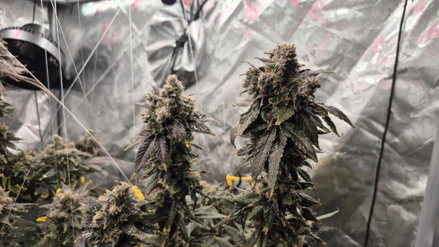 RDWC test run - Afghani #1. Week 19