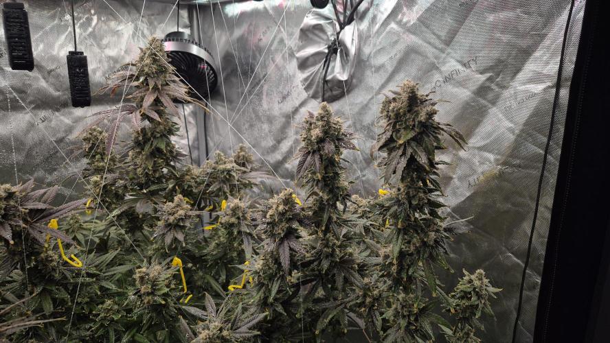 RDWC test run - Afghani #1. Week 19