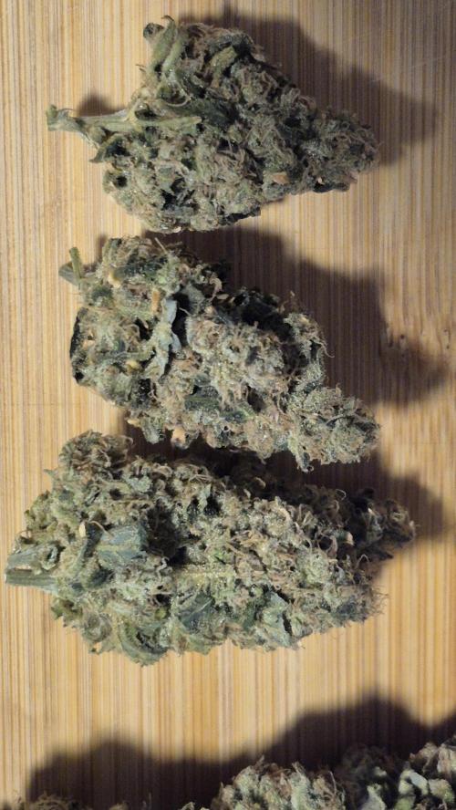 RDWC test run - Afghani #1. Week 19