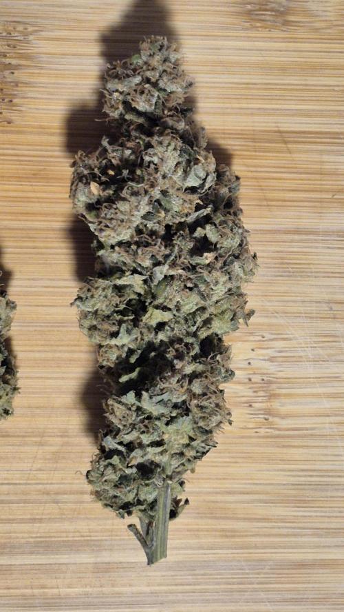 RDWC test run - Afghani #1. Week 19