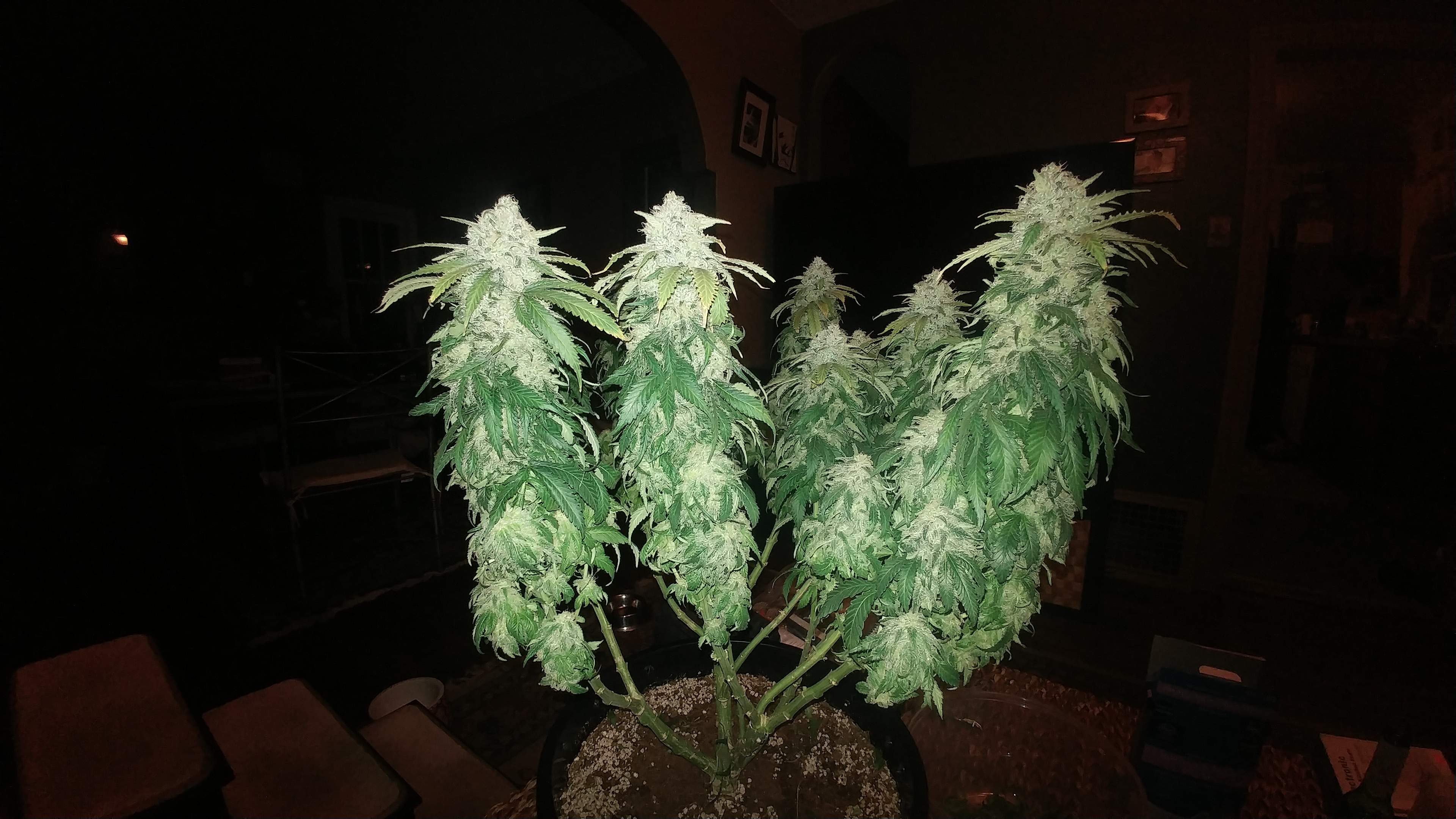 World of Seeds Afghan Kush x Black Domina grow journal harvest20 ...
