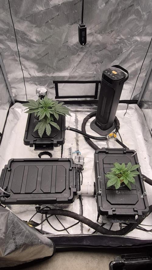 Canuk Seeds - RDWC. Week 3 - Wedding Cake is top left with LA Conf bottom right