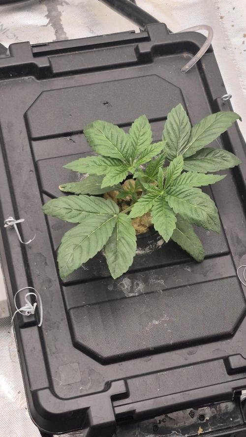 Canuk Seeds - RDWC. Week 3 - LAC