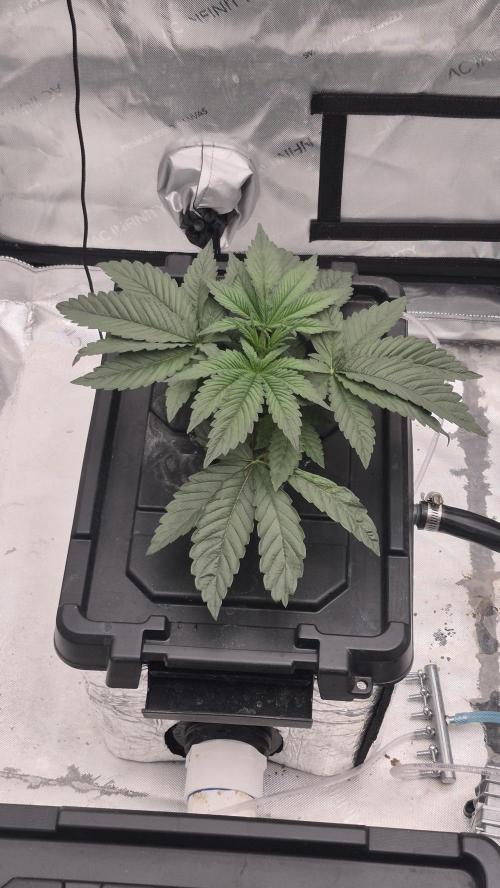 Canuk Seeds - RDWC. Week 3 - WC