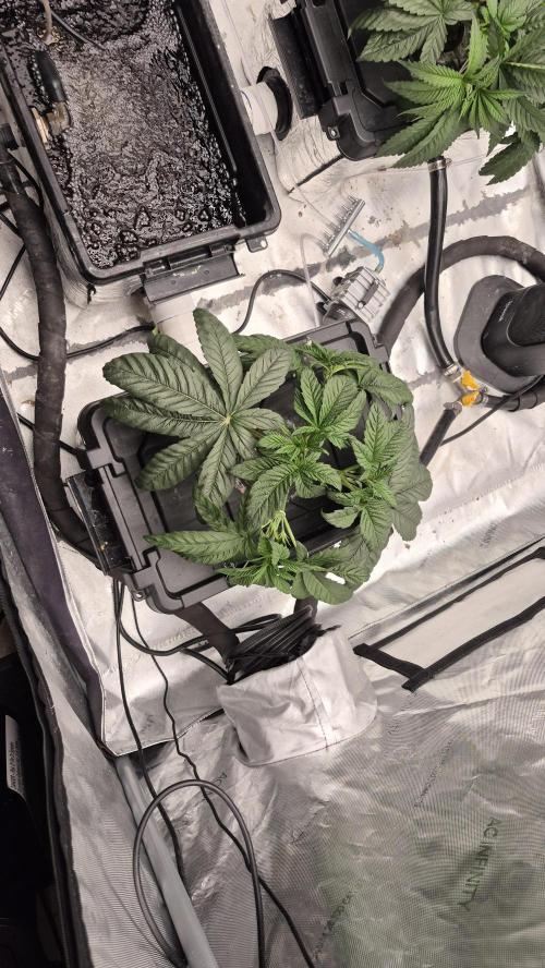 Canuk Seeds - RDWC. Week 5 - LA Confidendial